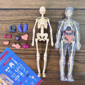 Eemaldatavate elunditega inimese 3D-torso mudel - Pilt 4