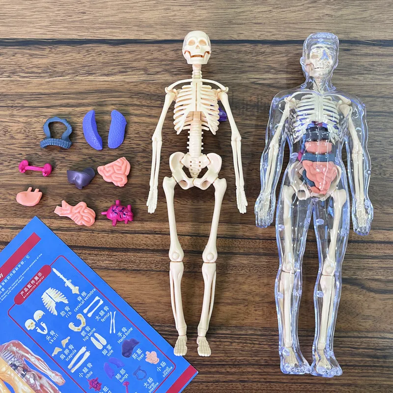Eemaldatavate elunditega inimese 3D-torso mudel - Pilt 4