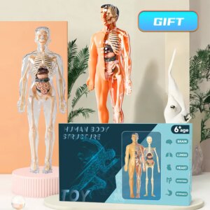 Eemaldatavate elunditega inimese 3D-torso mudel