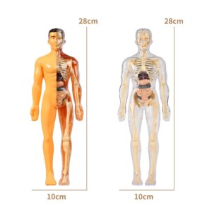 Eemaldatavate elunditega inimese 3D-torso mudel - Pilt 6