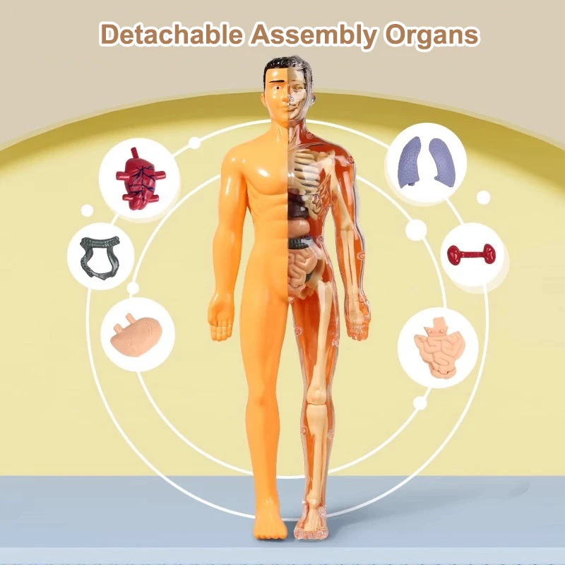Eemaldatavate elunditega inimese 3D-torso mudel - Pilt 2