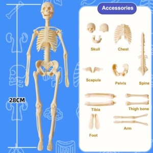 Eemaldatavate elunditega inimese 3D-torso mudel - Pilt 5