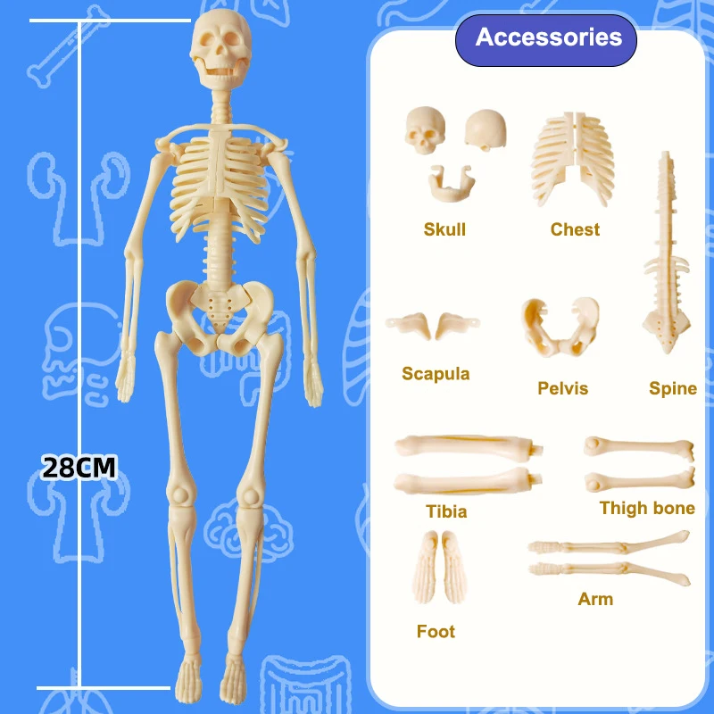 Eemaldatavate elunditega inimese 3D-torso mudel - Pilt 5