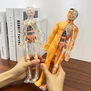 Eemaldatavate elunditega inimese 3D-torso mudel - Pilt 3