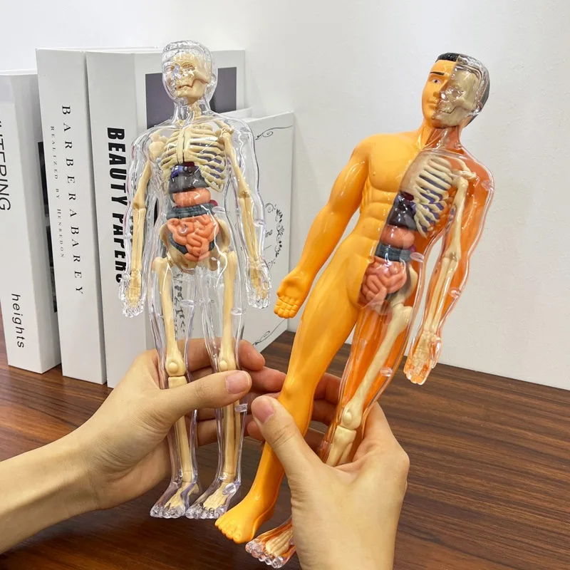 Eemaldatavate elunditega inimese 3D-torso mudel - Pilt 3